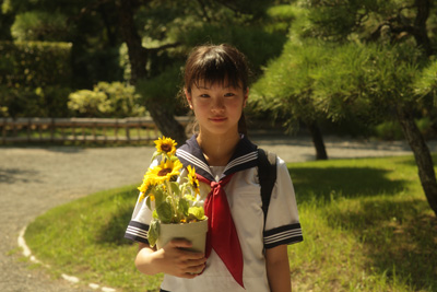 Sun Flower 向日葵